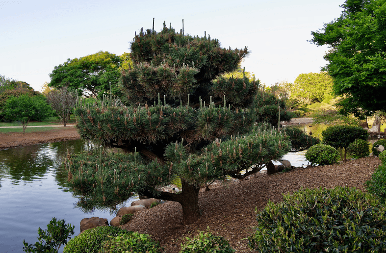 Japanese Black Pine Yu Raku Gardenfrontier Japanese Black Pine Yu Raku
