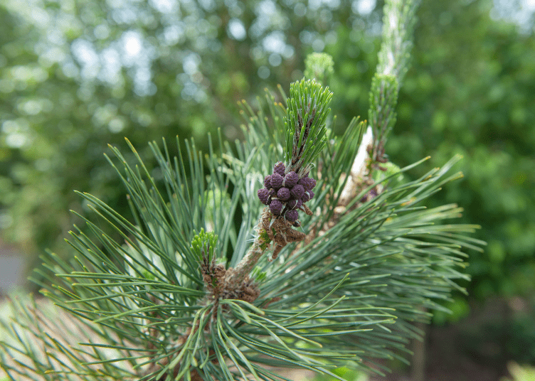 Japanese Black Pine Gardenfrontier Japanese Black Pine