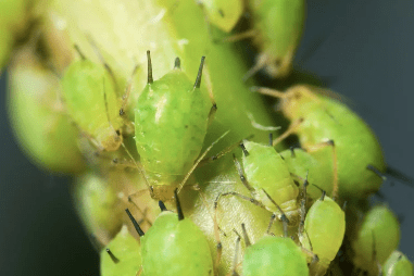 Aphids Gardenfrontier Aphids