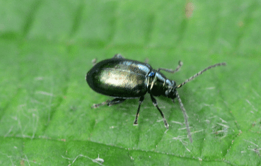 Flea Beetles Gardenfrontier Flea Beetles