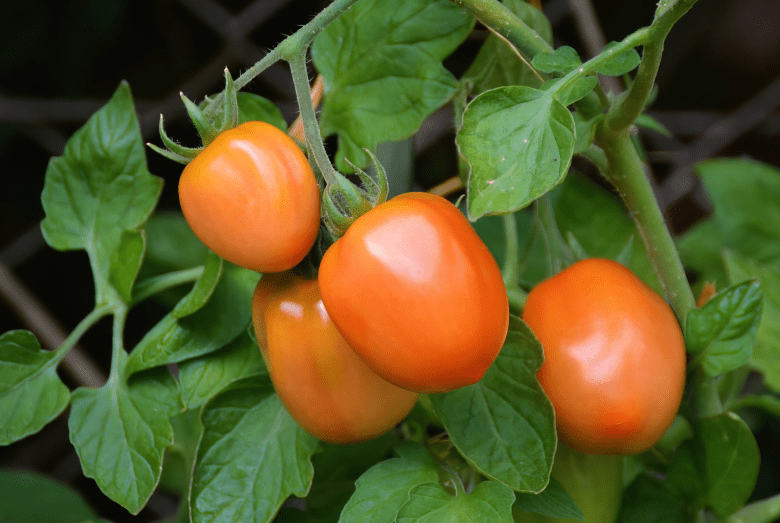 Roma Tomatoes Gardenfrontier A bountiful harvest of ripe Roma tomatoes
