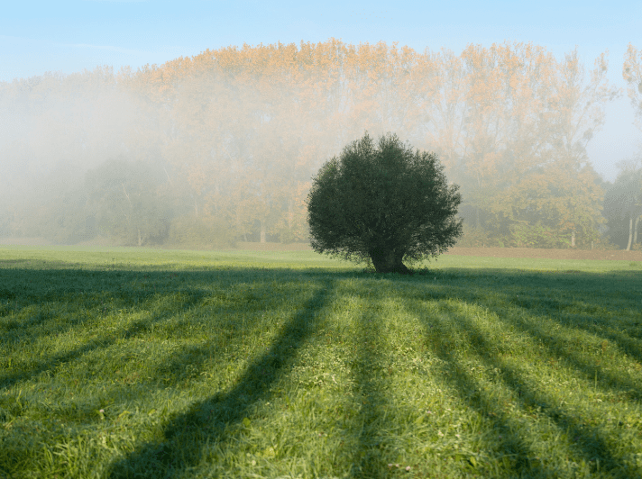White Willow Gardenfrontier White Willow