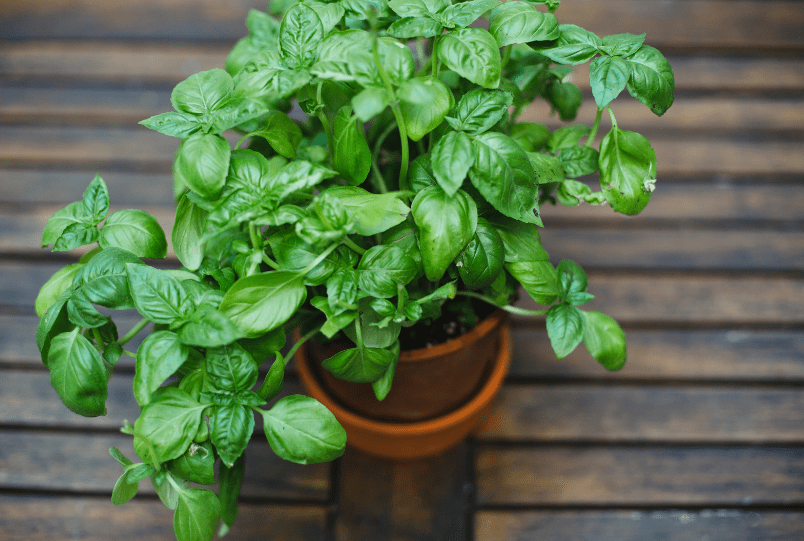 Basil Gardenfrontier Basil