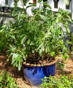 Dwarf Fig Gardenfrontier Dwarf Fig