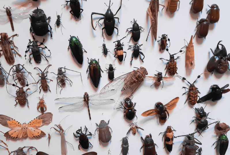 Fabric Pests Gardenfrontier Fabric Pests