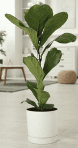 Ficus Lyrata Gardenfrontier Ficus Lyrata