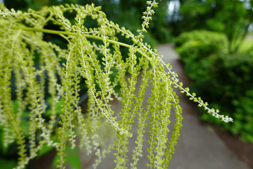 Goat Gardenfrontier's Beard - Aruncus Dioicus Goat's Beard - Aruncus Dioicus
