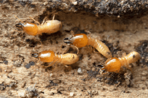 Termites Gardenfrontier Termites