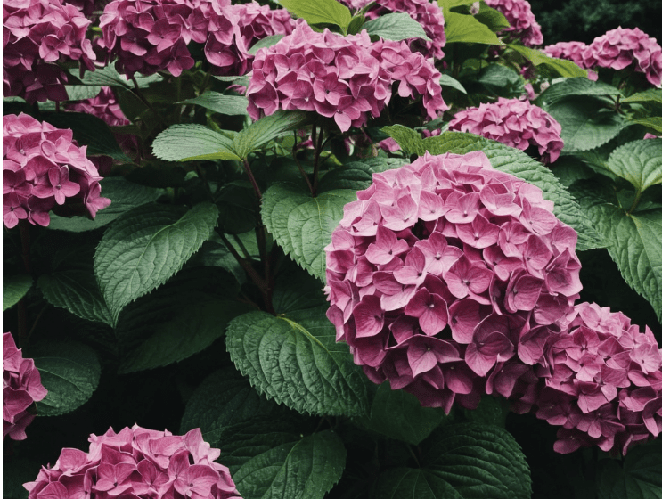 Hydrangea Disease Gardenfrontier Hydrangea Disease