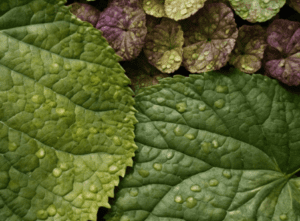 Hydrangea Mosaic Virus Gardenfrontier Hydrangea Mosaic Virus