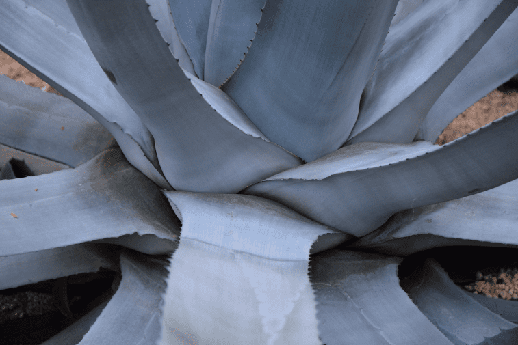Agave americana Gardenfrontier Agave americana