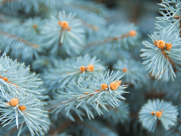 Blue Spruce Gardenfrontier Blue Spruce