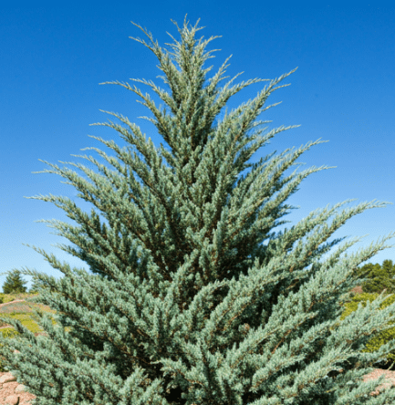 Blue Star Juniper Gardenfrontier Blue Star Juniper