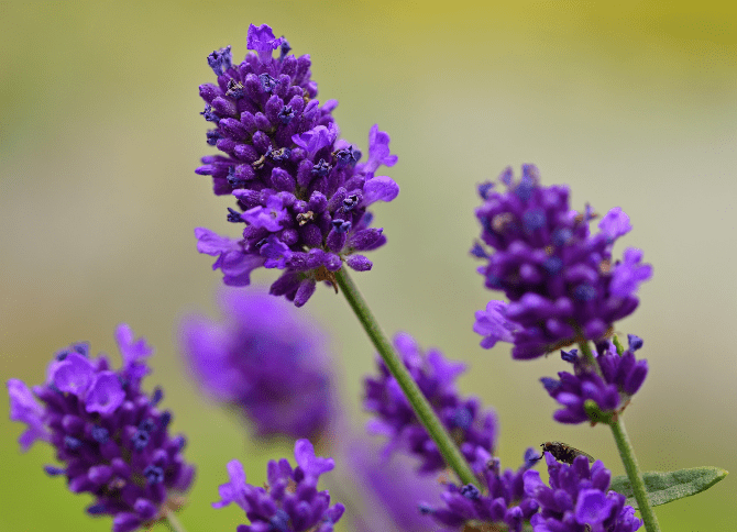Lavender Lavandula Gardenfrontier Lavender Lavandula