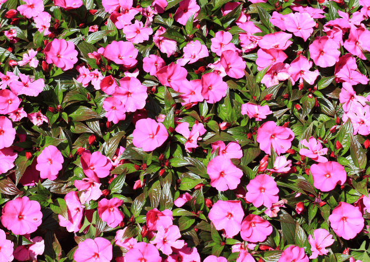 New Guinea Impatiens Gardenfrontier New Guinea Impatiens
