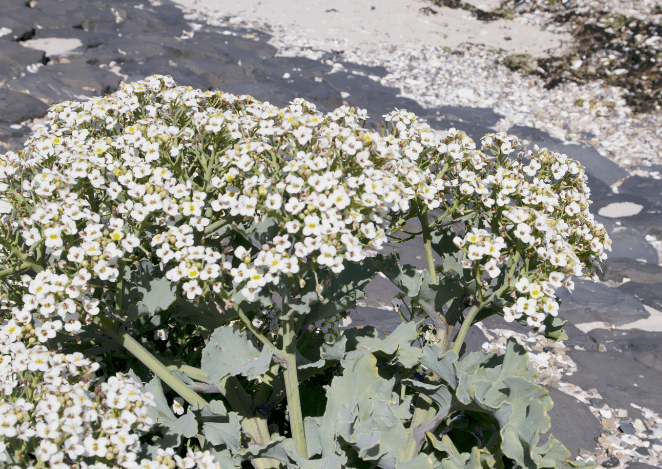 Sea Kale Crambe maritima Gardenfrontier Sea Kale Crambe maritima