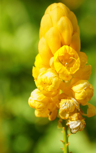 Senna didymobotrya Gardenfrontier Senna didymobotrya