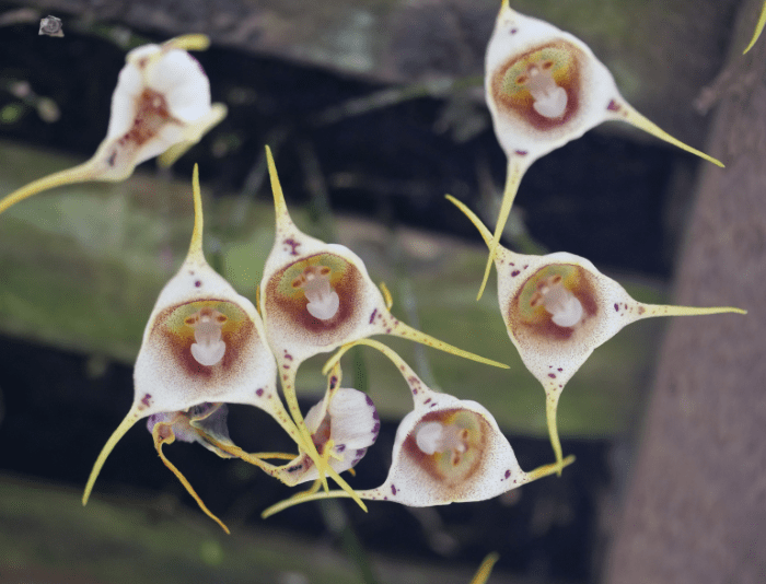 Monkey Orchid Gardenfrontier Monkey Orchid