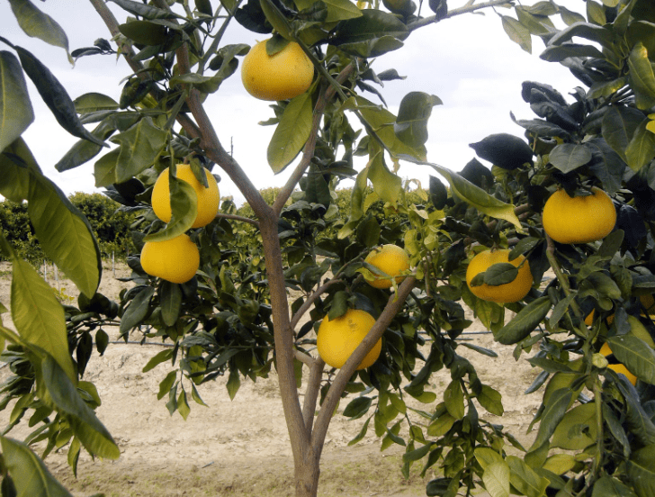 red grapefruit trees Gardenfrontier red grapefruit trees