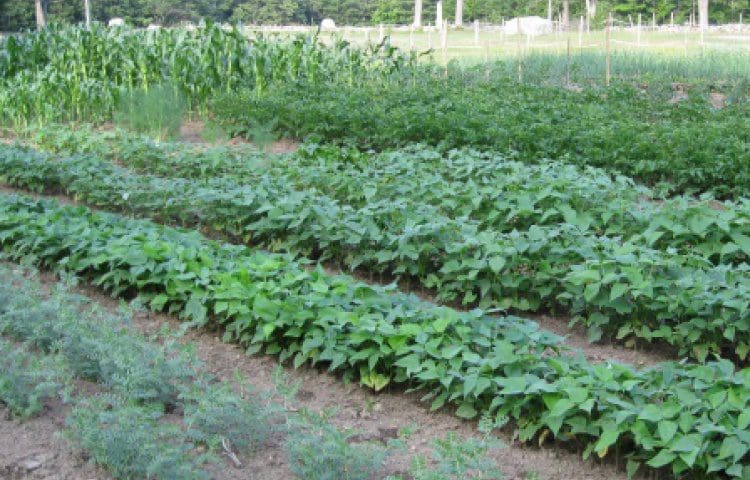 Vegetable Garden Gardenfrontier A lush and healthy home vegetable garden with raised beds