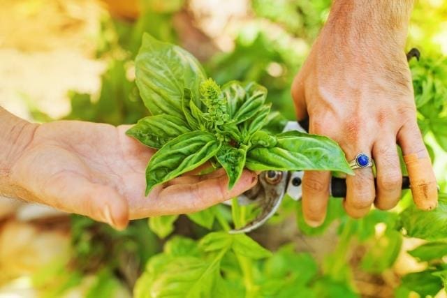 Gardenfrontier A gardener carefully pruning a healthy plant to improve air circulation