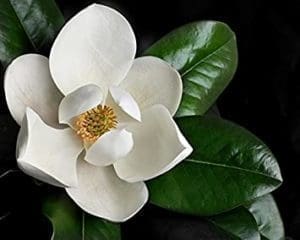 A large white Magnolia flower blooming on a branch Gardenfrontier A large fragrant white Magnolia flower blooming on a tree branch