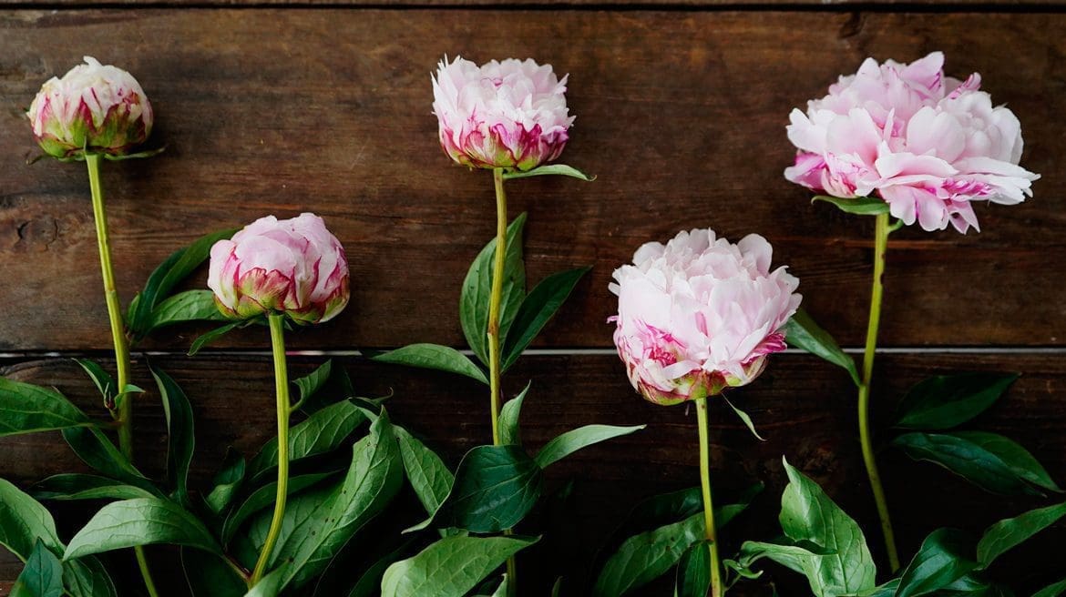 A lush pink Peony flower in a garden Gardenfrontier A large luxurious pink Peony blossom with deep green leaves