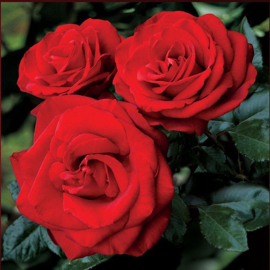 A vibrant pink fragrant rose in full bloom Gardenfrontier A close up of a bright pink fragrant rose blooming in a garden