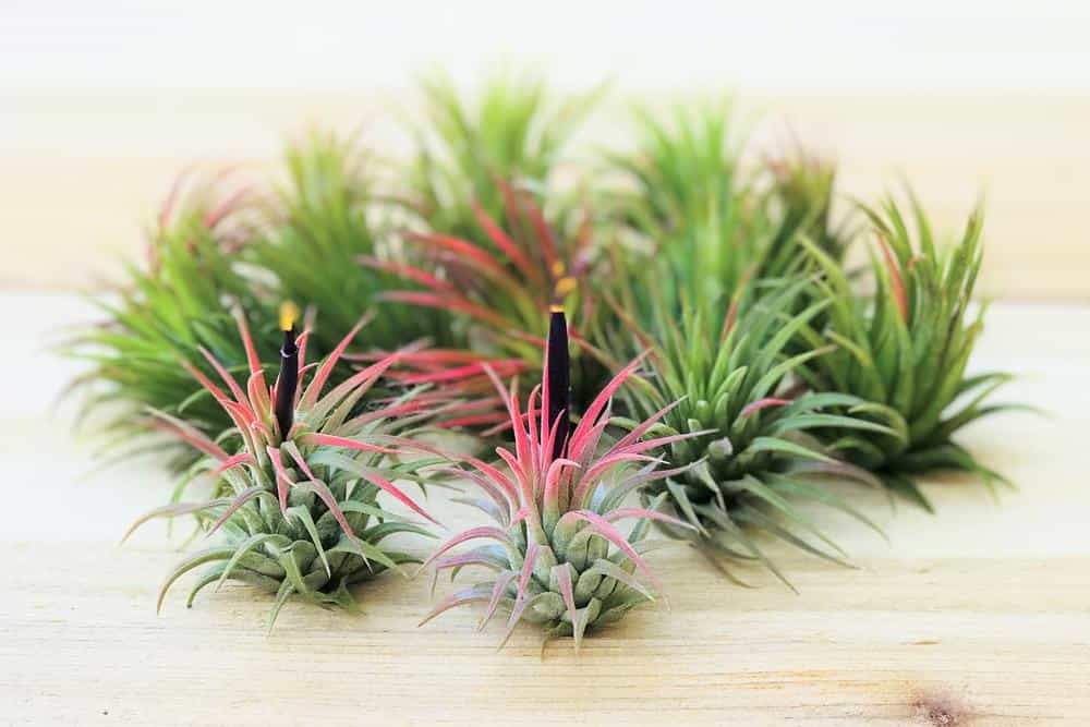 Air Plant Gardenfrontier A collection of small green Air Plants