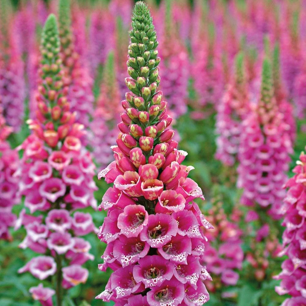 Tall purple Foxglove spikes growing in a woodland setting Gardenfrontier Tall spikes of purple and pink Digitalis Foxglove flowers blooming in a shaded forest