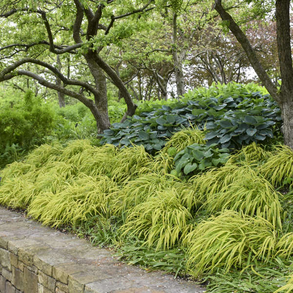 A cascading mound of bright green Hakonechloa grass Gardenfrontier A lush cascading mound of bright yellow green Hakonechloa Japanese Forest Grass covering a shaded pathway
