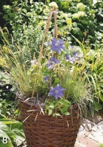 In a pot Gardenfrontier Blue Fujimusume clematis blooming in a patio container with bamboo supports