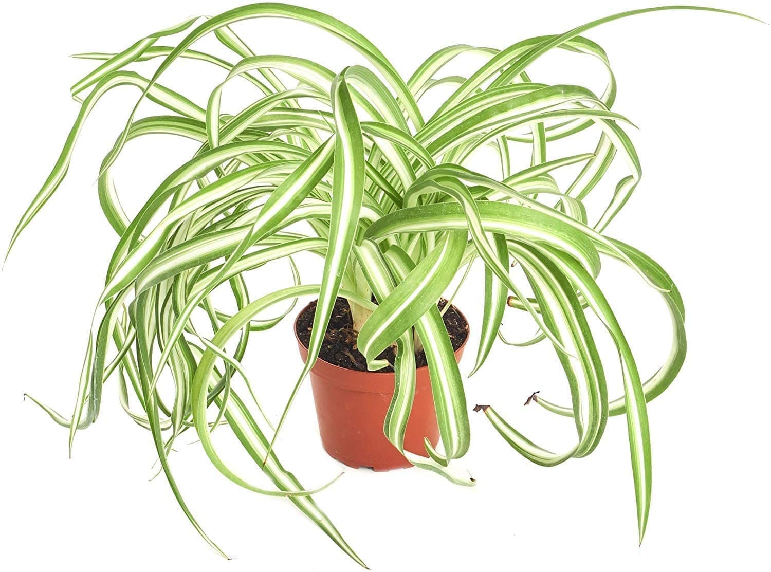 Spider Plant Gardenfrontier A Spider Plant with long cascading green and white leaves