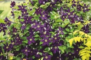 To Cover Fence Panel Gardenfrontier Dark purple Romantika clematis covering a wooden fence panel
