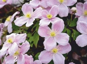 Up into a tree Gardenfrontier Pink Clematis montana climbing up a mature tree trunk