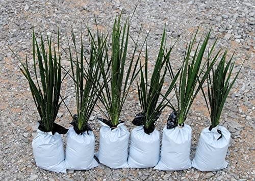 A healthy green Yucca Houseplant in a white pot Gardenfrontier A beautiful indoor Yucca plant sitting in a bright room