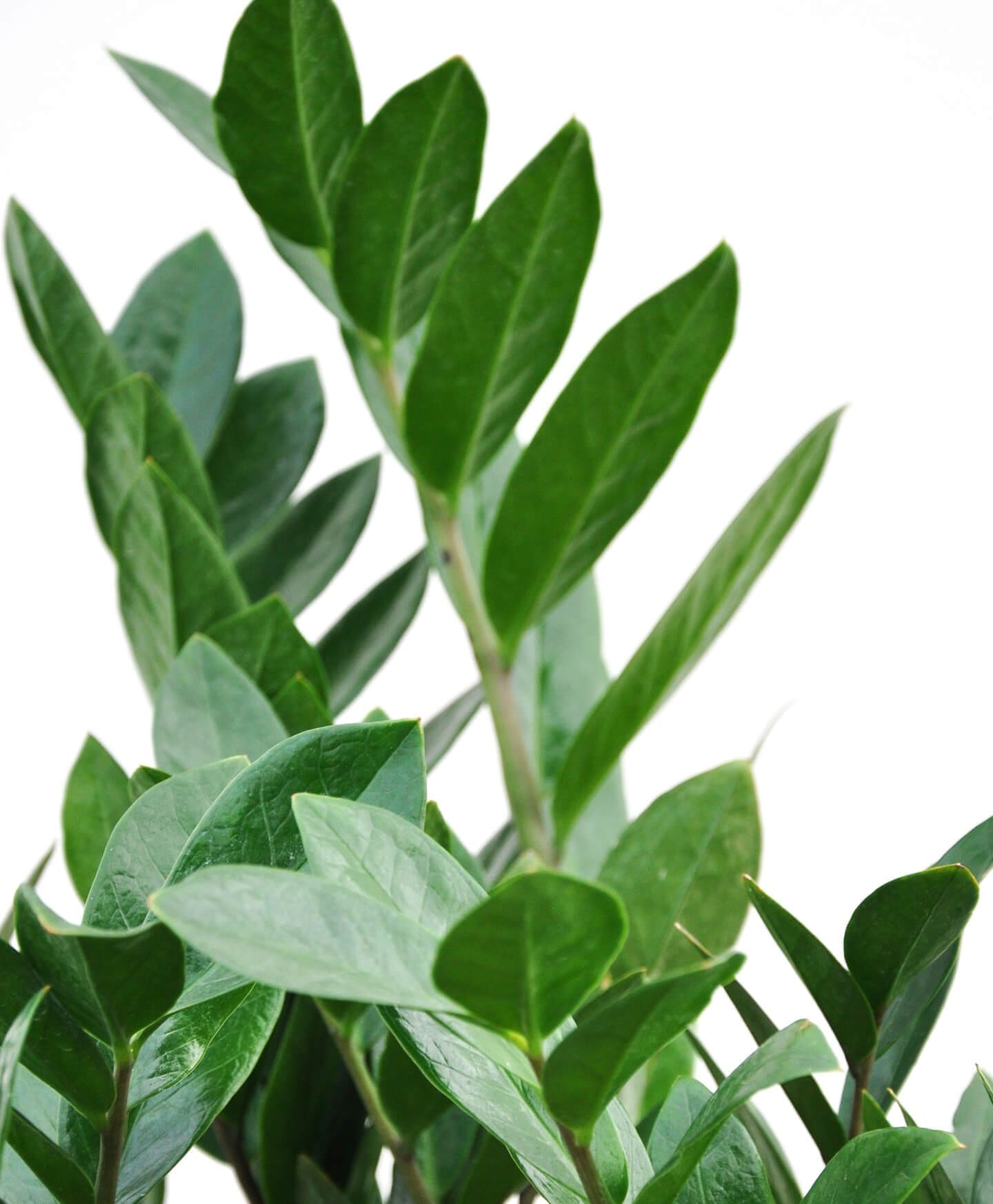 A healthy glossy ZZ Plant in a white indoor pot Gardenfrontier A beautiful ZZ Plant Zamioculcas zamiifolia with shiny dark green leaves