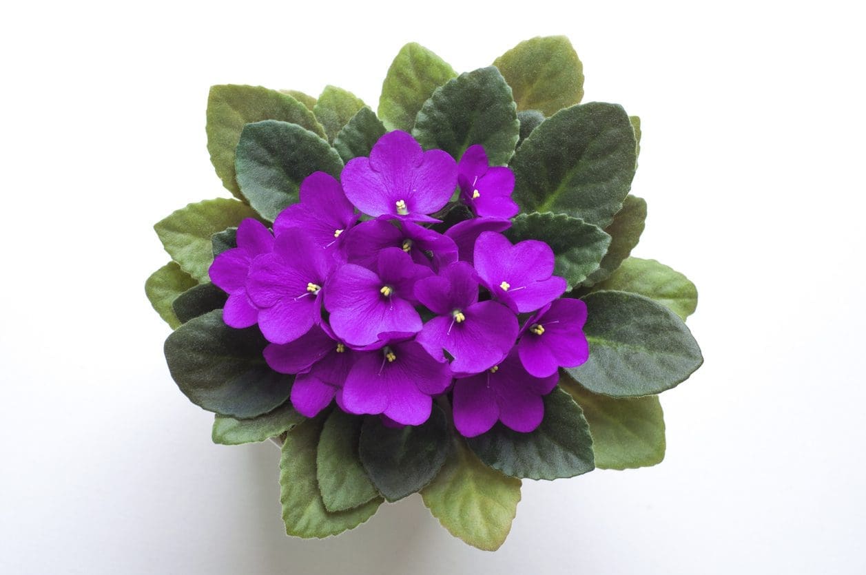 Gardenfrontier A blooming purple African Violet in a pot