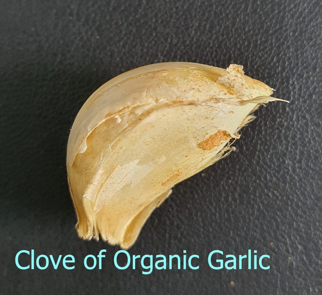 Clove Gardenfrontier A single fresh unpeeled garlic clove ready for planting