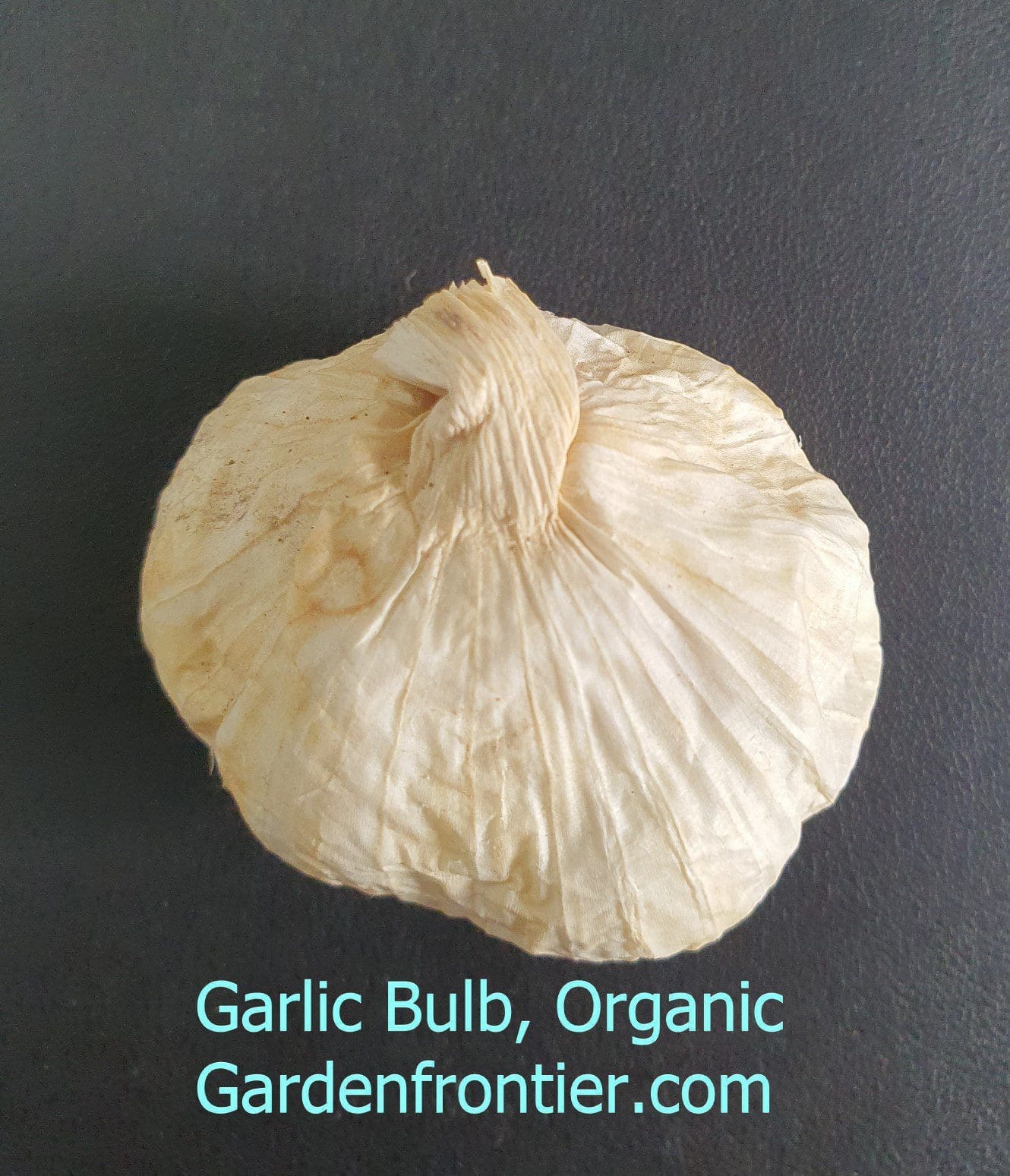 Garlic Bulb Gardenfrontier A whole organic garlic bulb before it is separated into cloves