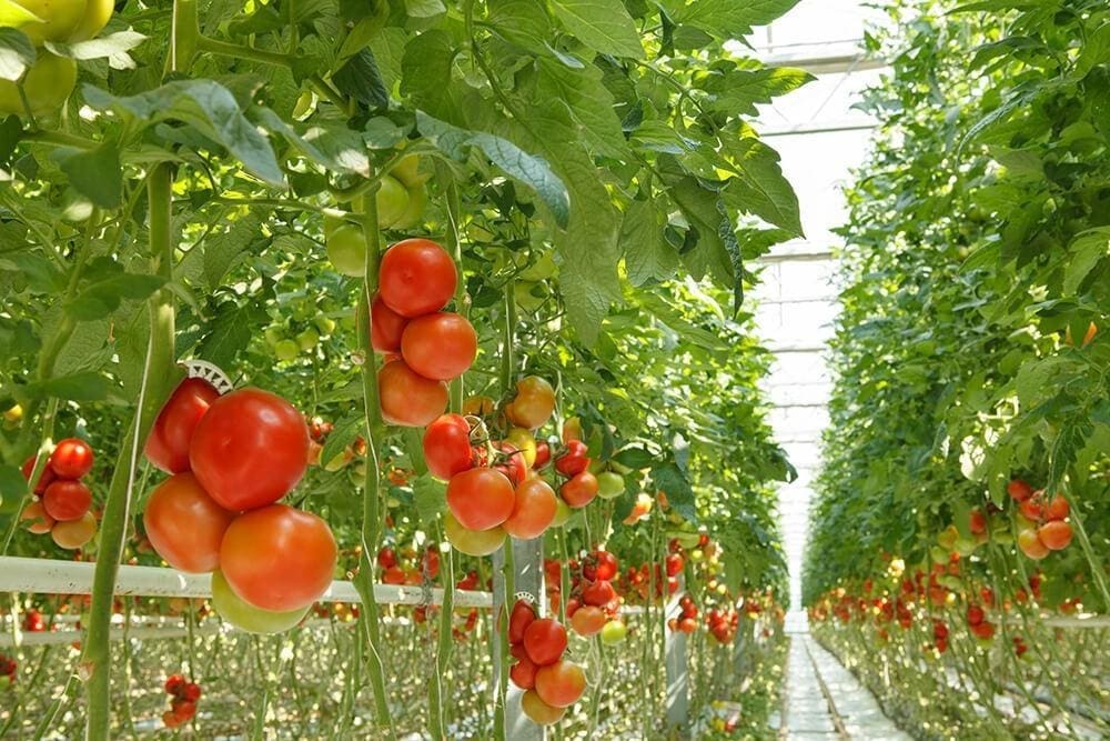 A clean and modern indoor Hydroponics Gardening setup Gardenfrontier A modern indoor hydroponics gardening system growing fresh green lettuce