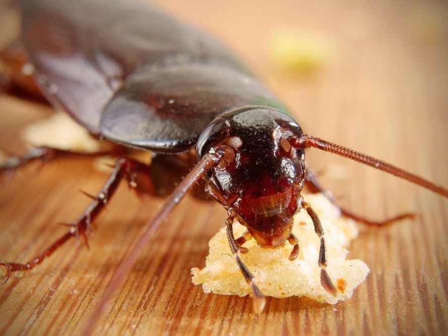 A closeup of a common cockroach Gardenfrontier A close up macro shot of a brown cockroach on a surface
