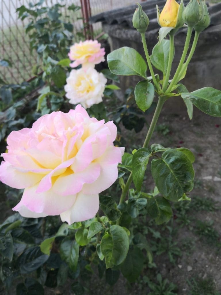 rose2 Gardenfrontier A beautiful vibrant pink rose blooming in a healthy garden