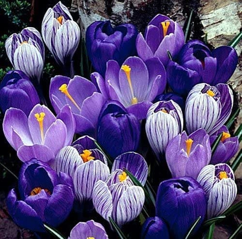 Crocus Gardenfrontier A vibrant purple Crocus flower opening in the spring sun