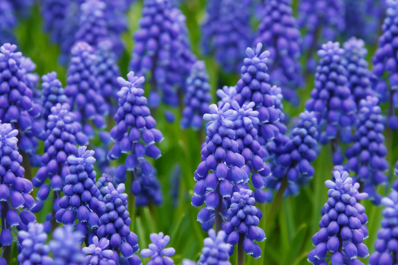 Grape Hyacinth Gardenfrontier A field of small blue Grape Hyacinth flowers