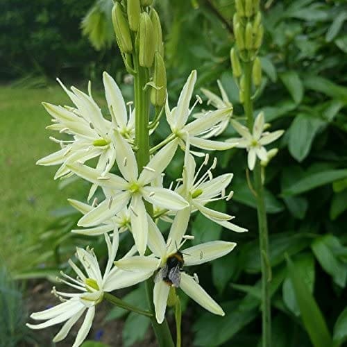 Quamash Gardenfrontier Spikes of blue Quamash flowers blooming in a green garden