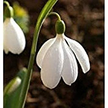 Snowdrops Gardenfrontier Delicate white Snowdrop flowers blooming in early spring