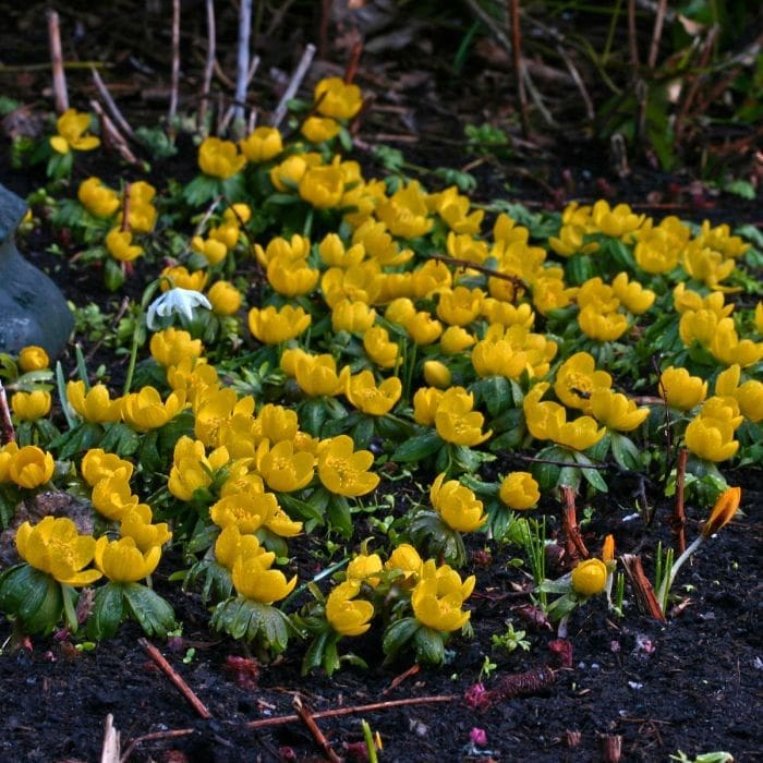 Winter Aconite Gardenfrontier Bright yellow Winter Aconite flowers blooming on the forest floor