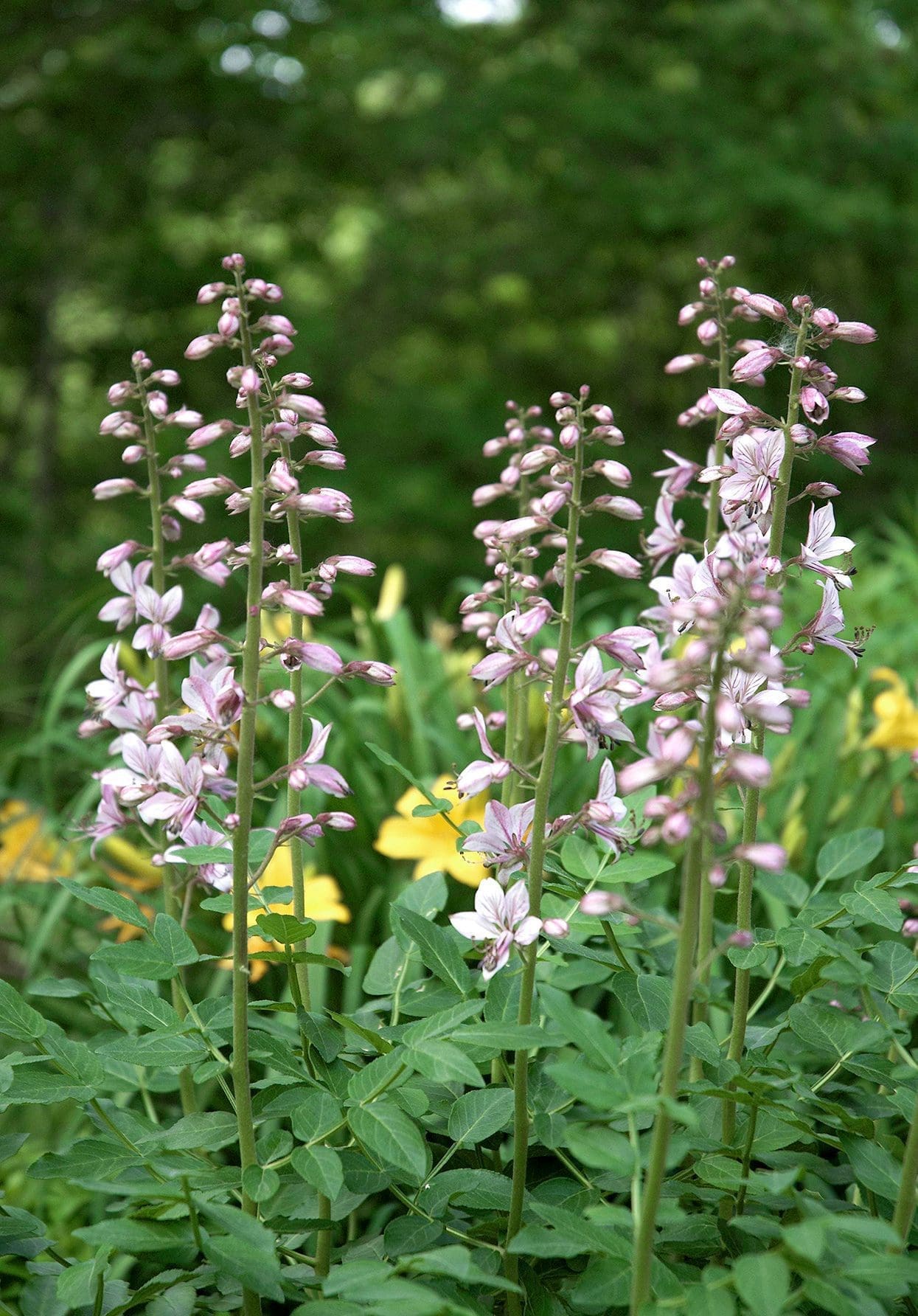 Gardenfrontier A classic Gas Plant producing spikes of pinkish white flowers