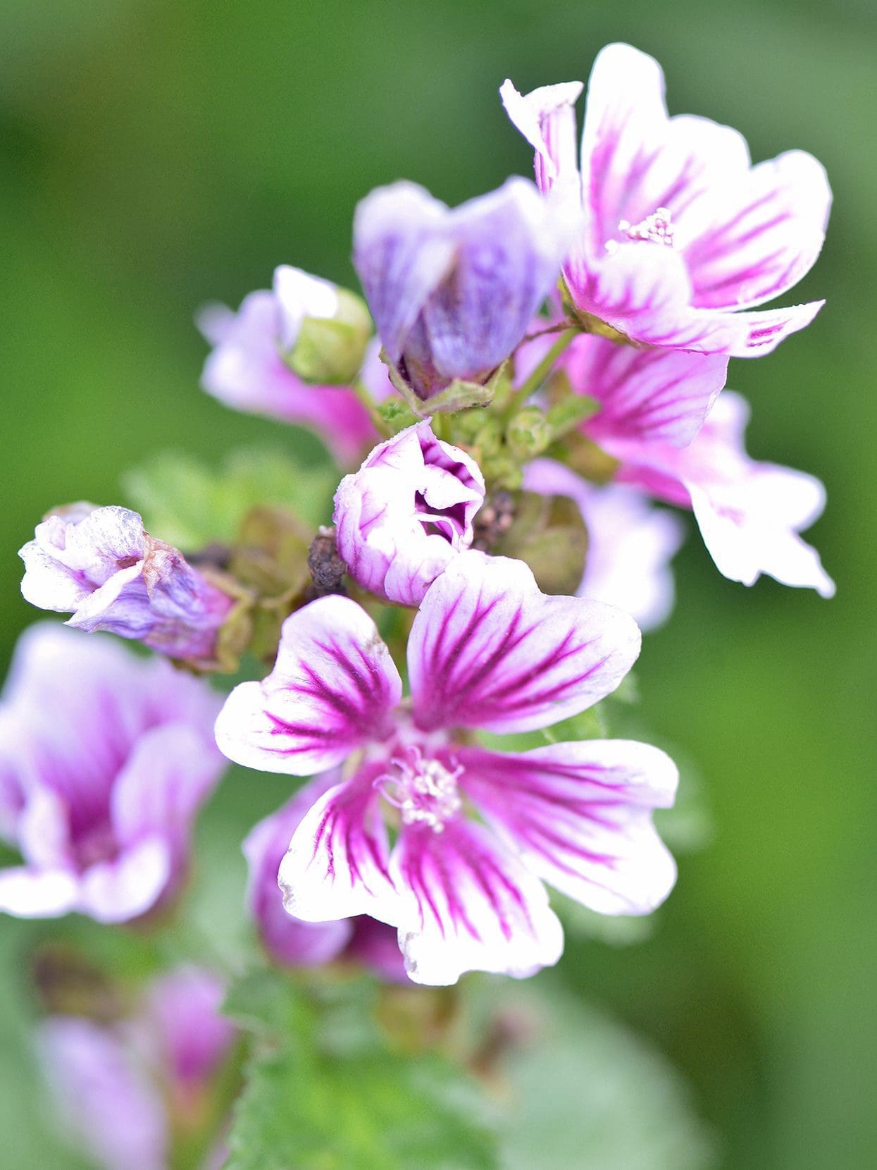 Gardenfrontier Bright pink Malva flowers with deep purple stripes